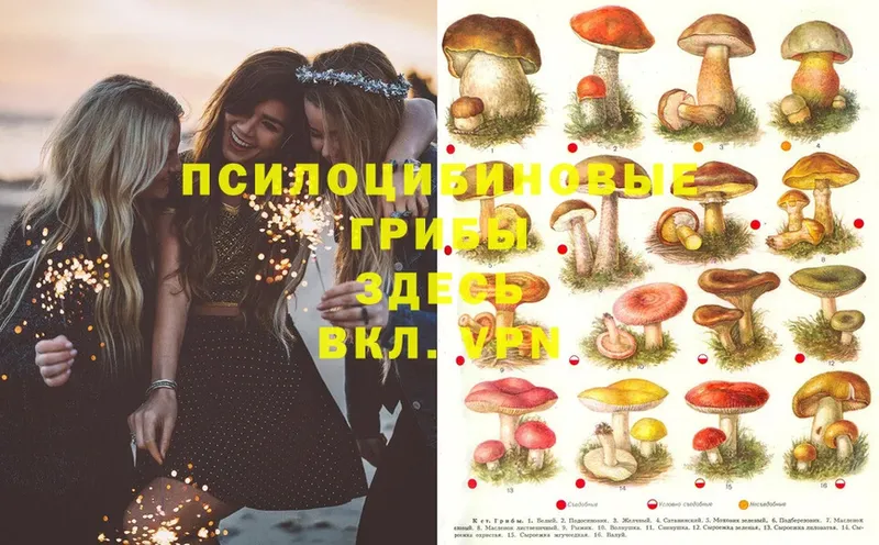 хочу наркоту  Топки  Псилоцибиновые грибы Psilocybe 